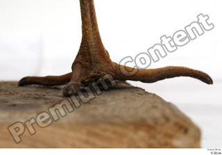 Black stork foot 0014.jpg